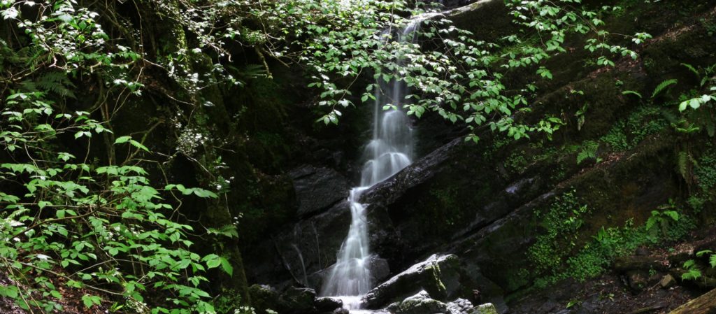Cregagh Glen & Lisnabreeny Waterfall